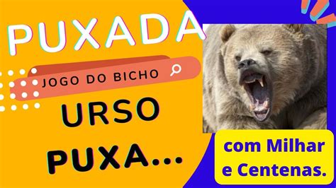 puxada do urso jogo bicho